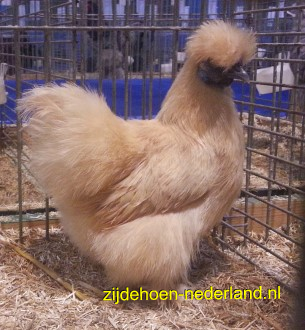 citroen hen